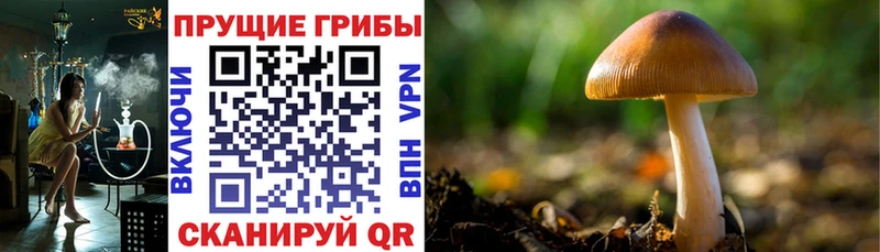 наркошоп  Макаров  Псилоцибиновые грибы мицелий 